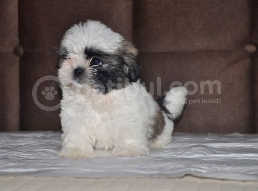 Shih Tzu Yavruları görsel