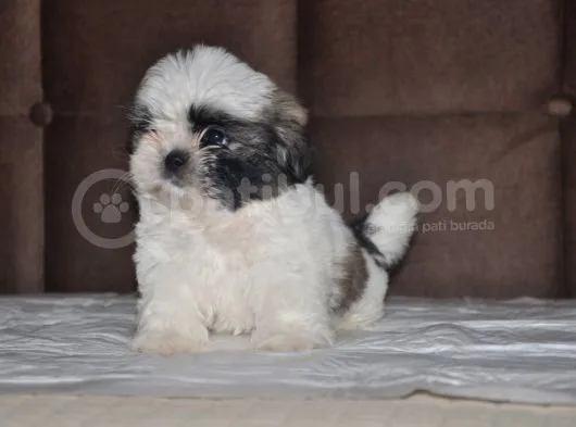Shih Tzu Yavruları