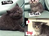 ( Ev Kedileri ) Safkan 2 Erkek 1 Di̇şi̇ Bri̇ti̇sh Shorthai̇r Yavrulari