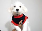 3,5 Aylık Maltese Terrier