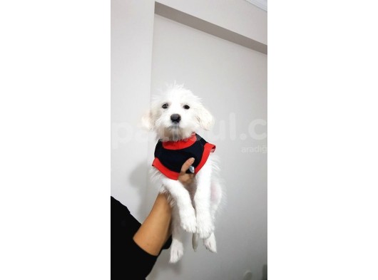 3,5 Aylık Maltese Terrier görsel