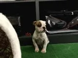 Erkek İngiliz Buldog Yavrum