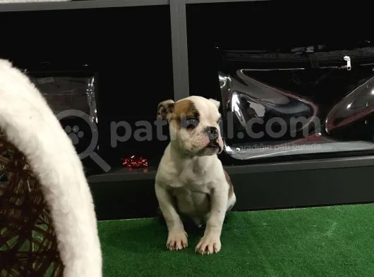 Erkek İngiliz Buldog Yavrum