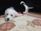 3,5 Aylık Maltese Terrier