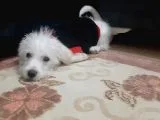 3,5 aylık Maltese Terrier