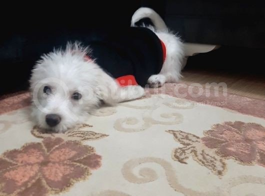 3,5 Aylık Maltese Terrier görsel