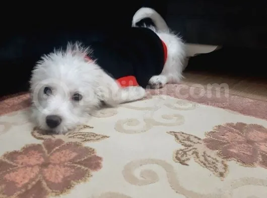 3,5 Aylık Maltese Terrier