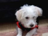 3,5 Aylık Maltese Terrier
