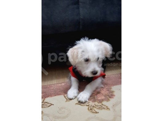 3,5 Aylık Maltese Terrier görsel