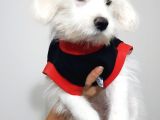3,5 Aylık Maltese Terrier