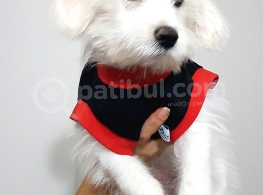 3,5 Aylık Maltese Terrier görsel