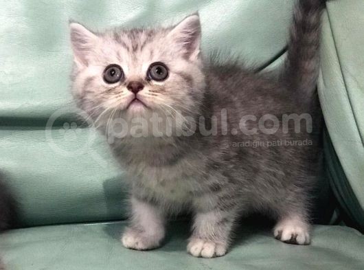 ( Ev Kedileri ) Safkan 2 Erkek 1 Di̇şi̇ Bri̇ti̇sh Shorthai̇r Yavrulari görsel