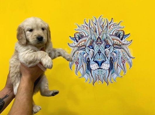 Orj. Babyface Golden Ret. Bebeklerimiz - görsel