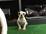 Erkek İngiliz Buldog Yavrum