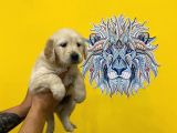 Orj. Babyface Golden Ret. Bebeklerimiz -