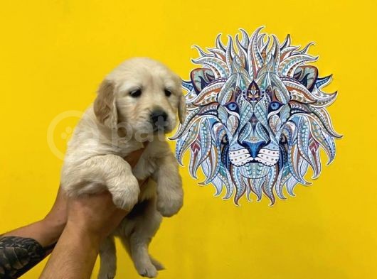 Orj. Babyface Golden Ret. Bebeklerimiz - görsel