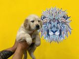 Orj. Babyface Golden Ret. Bebeklerimiz -