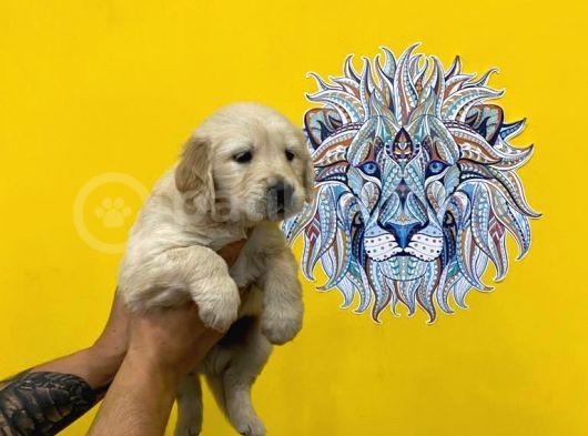 Orj. Babyface Golden Ret. Bebeklerimiz - görsel