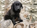 Labrador Bebeklerimiz