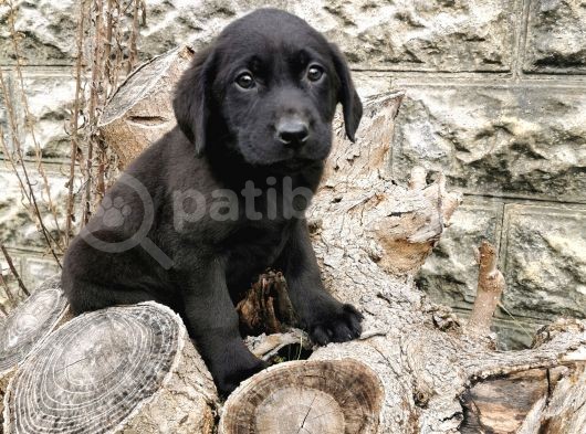 Labrador Bebeklerimiz görsel
