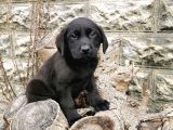 Labrador Bebeklerimiz