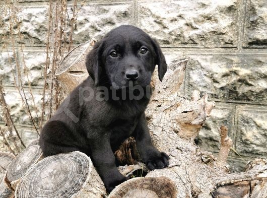 Labrador Bebeklerimiz görsel
