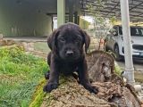 Labrador Bebeklerimiz