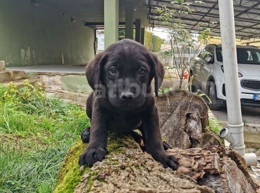 Labrador Bebeklerimiz görsel