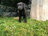 Labrador Bebeklerimiz