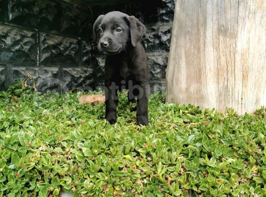 Labrador Bebeklerimiz görsel