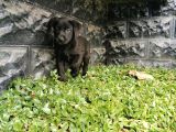 Labrador Bebeklerimiz