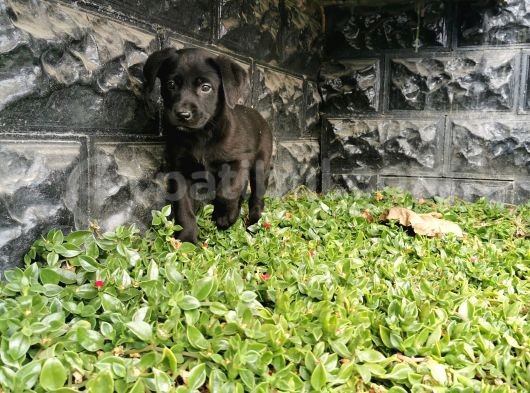 Labrador Bebeklerimiz görsel