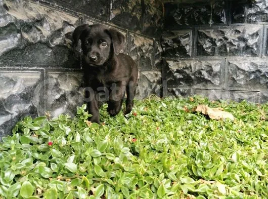 Labrador Bebeklerimiz
