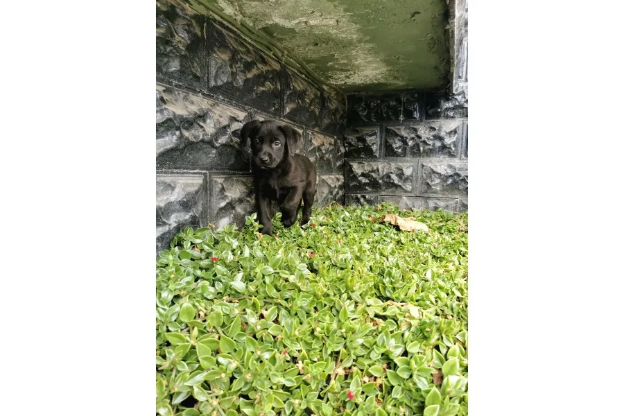 Labrador Bebeklerimiz