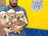 Orj. Babyface Golden Ret. Bebeklerimiz -