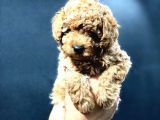 Red Brown Toy Poodle Bebekler