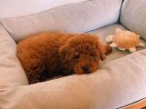 Her Hafta Güncellenen Muhteşem Güzellikte Safkan Toy Poodle