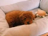 Her Hafta Güncellenen Muhteşem Güzellikte Safkan Toy Poodle