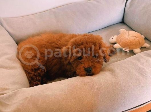 Her Hafta Güncellenen Muhteşem Güzellikte Safkan Toy Poodle görsel