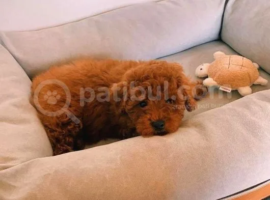 Her Hafta Güncellenen Muhteşem Güzellikte Safkan Toy Poodle