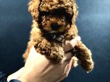 Red Brown Toy Poodle Bebekler