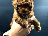 Red Brown Toy Poodle Bebekler