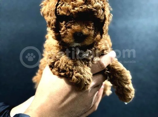 Red Brown Toy Poodle Bebekler