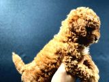 Red Brown Toy Poodle Bebekler