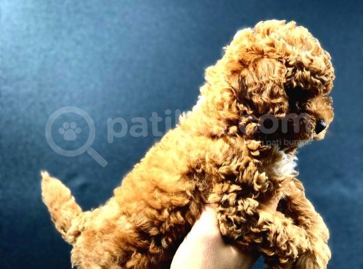 Red Brown Toy Poodle Bebekler görsel