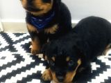 Rottweiler
