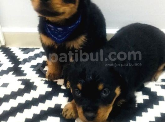Rottweiler görsel