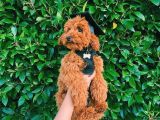 Oyuncu Zeki Muhteşem Güzellikte Safkan Toy Poodle Yavrular