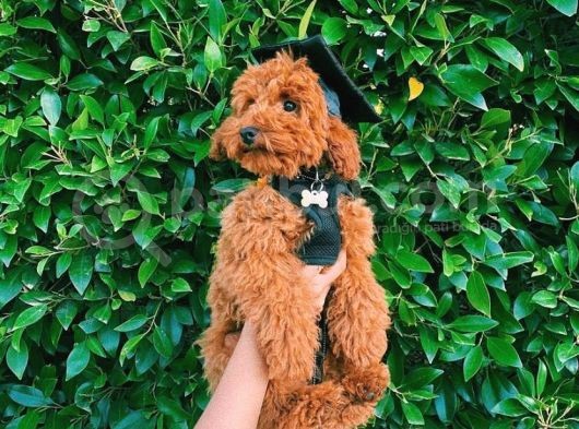 Oyuncu Zeki Muhteşem Güzellikte Safkan Toy Poodle Yavrular görsel