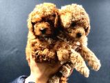 Red Brown Toy Poodle Bebekler